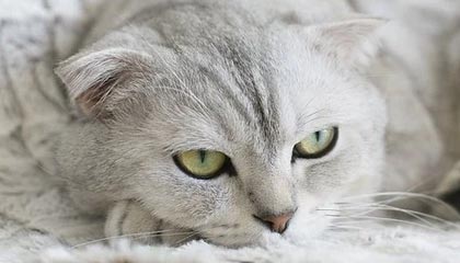 凤天路，凤天路二手房