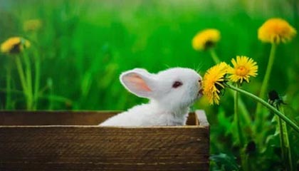 在线看片成人免费视频，在线看片成人免费视频